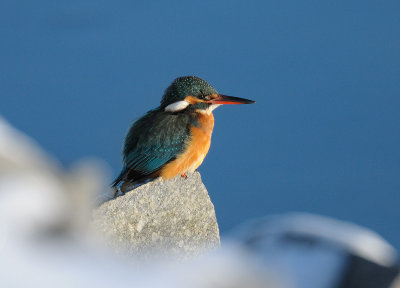 Kingfishers-Hoopoe, Kungsfiskare-Hrfgel