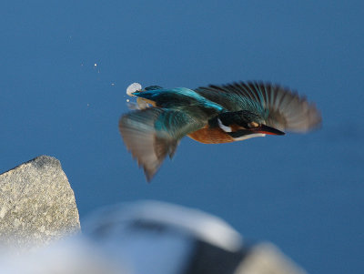 Common Kingfisher, Kungsfiskare