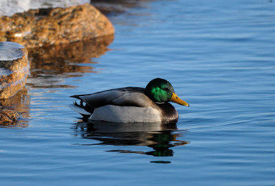 Anas platyrhynchos, Mallard, Grsand