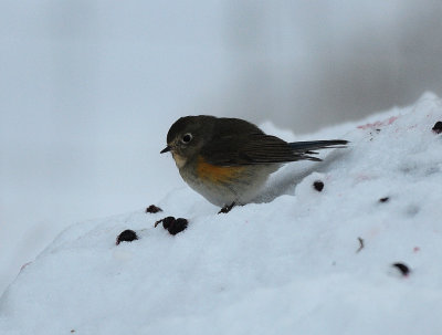 Tarsiger cyanurus, Red-flanked Bluetail, Blåstjärt