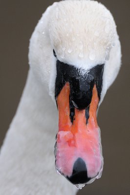 Cygnus olor, Mute Swan, Knlsvan