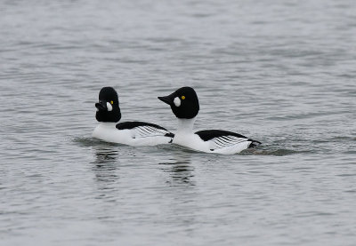 Bucephala clangula, Common Goldeneye, Knipa