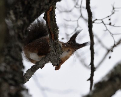 Sciurus vulgaris, Eurasian red squirrel, Ekorre