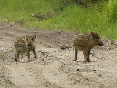 Wild Boar, Vildsvin