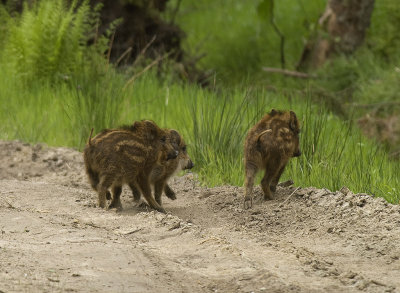 Wild Boar, Vildsvin