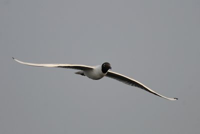 Larus ridibundus, Black headed gull, Skrattms
