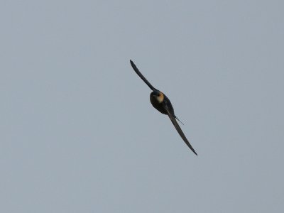 Red-rumped Swallow, Rostgumpsvala