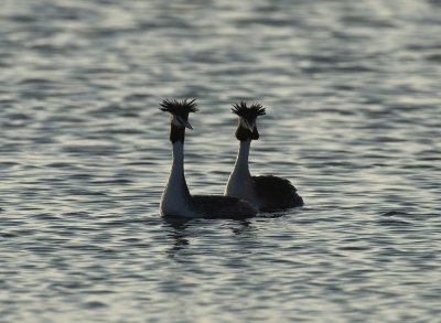 Great crested grebe, Skggdopping