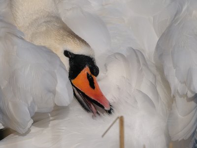 Swans and Geese, Svanar och Gss