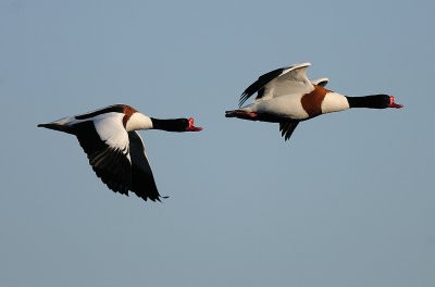 Tadorna tadorna, Common Shelduck, Gravand