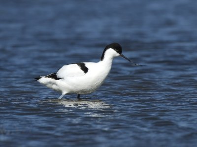 Recurvirostra avosetta, Pied Avocet, Skrflcka