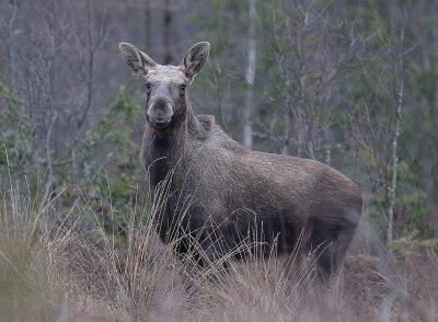 Elkkalf, lgkalv