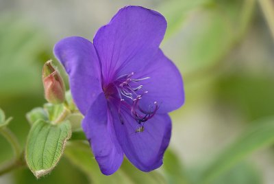 Mygga på blomma?