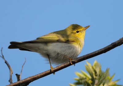 Phylloscopus sibilatrix, Wood warbler, Grönsånare