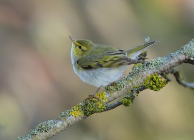 Phylloscopus sibilatrix, Wood warbler, Grönsångare