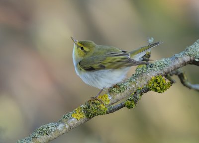 Phylloscopus sibilatrix, Wood warbler, Grnsngare