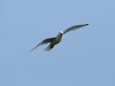 Rissa tridactyla, Black-legged Kittiwake, Tretig ms