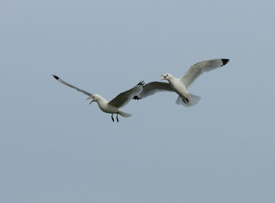 Rissa tridactyla, Black-legged Kittiwake, Tretig ms