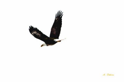 A Cape Breton Eagle
