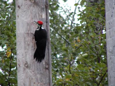 Another Redhead ~ Whycocomagh