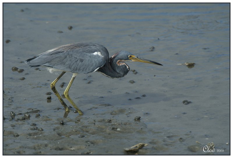 Aigrette tricolore - Tricolored Heron