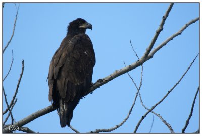 Pygargue  tte blanche juvnile - Bald Eagle (juv)