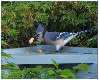 Geai bleu gourmand