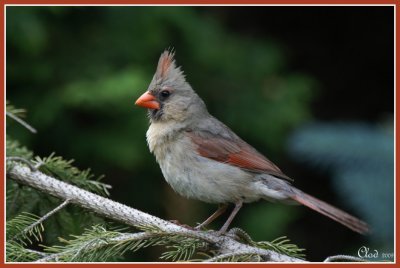 Cardinal rouge femelle