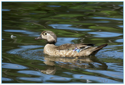 Canard branchu femelle