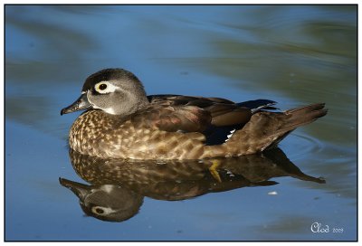 Canard branchu femelle