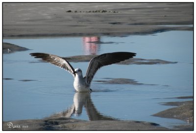 Mouette atricille