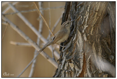 Troglodyte de Bewick