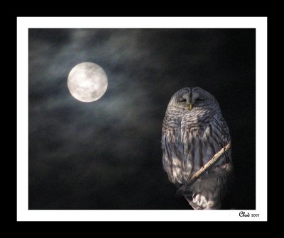 Montage chouette rayée et pleine lune
