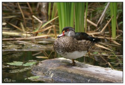 Canard branchu mle - en clipse