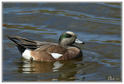 Canard d'Amrique- American Wigeon