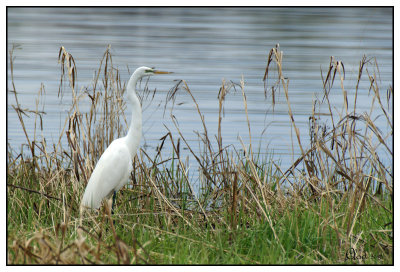 Grande aigrette