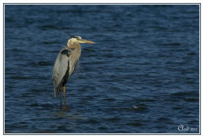 Grand héron - Great blue Heron