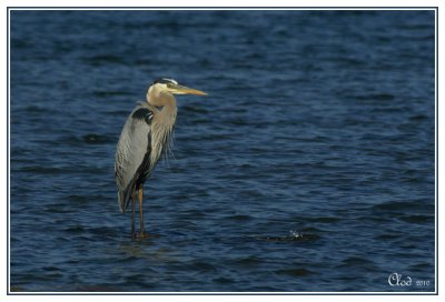 Grand hron - Great blue Heron