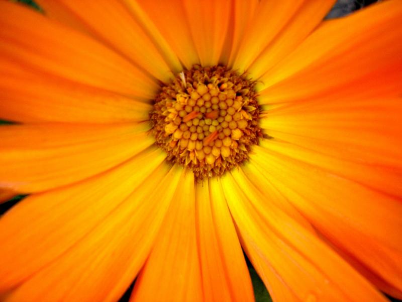 Calendula macro