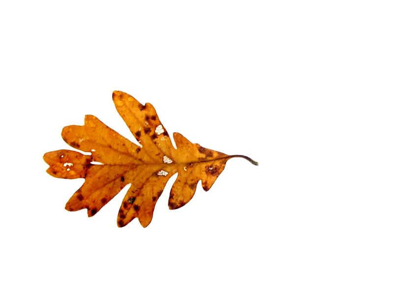 oak leaf on snow