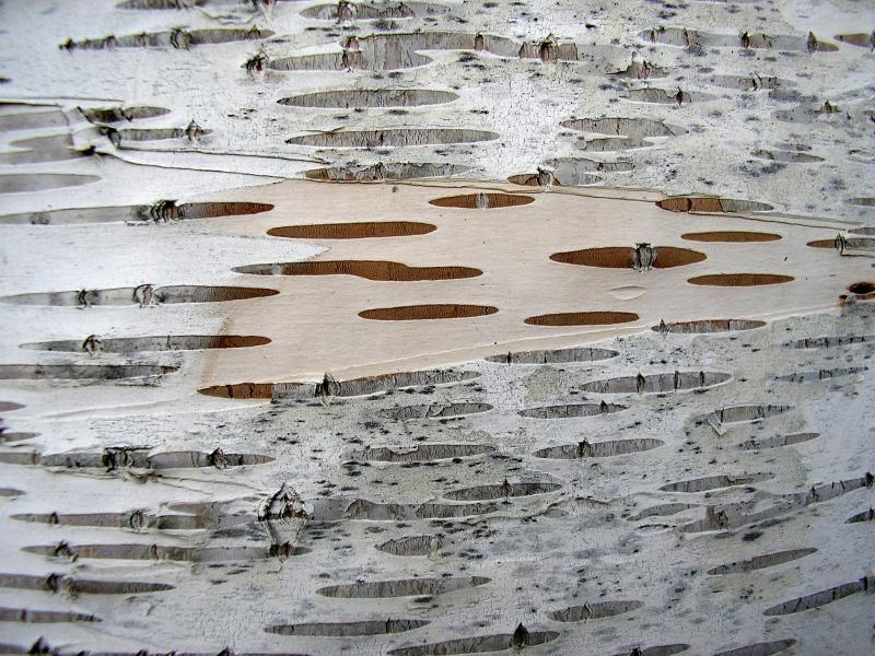 Birch tree bark