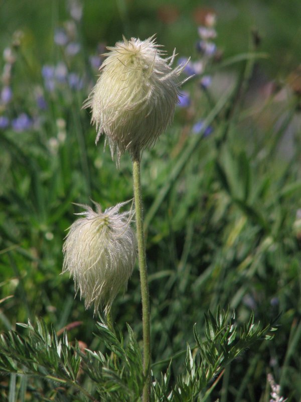 IMG_5653 Mountain pasqueflower, Anemone occidentalis.jpg