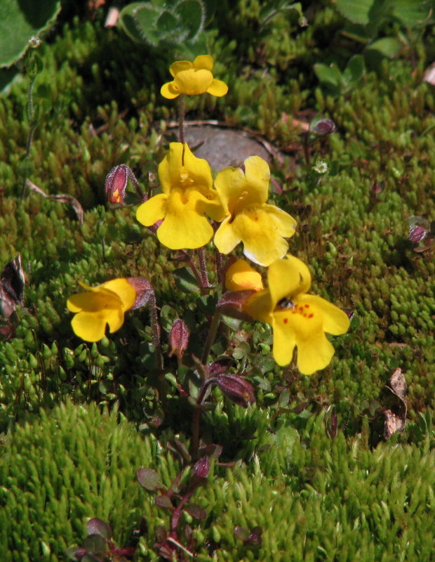 IMG_5655 Seep or common monkey flower,  Mimulus guttatus