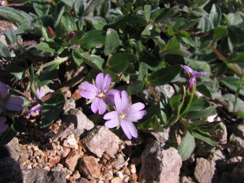 IMG_5726  Alpine willow-herb, Epilobium alpinum