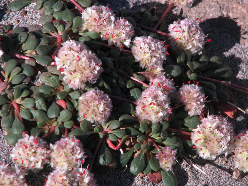 IMG_5743 Pussypaws, Cistanthe umbellata