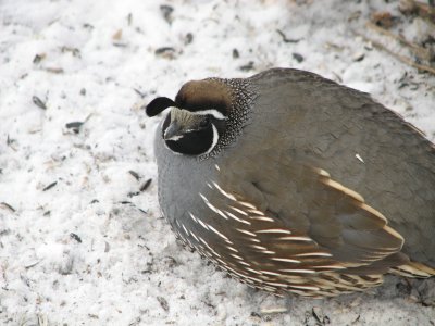 068 California quail.JPG