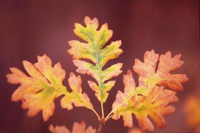 fall oak leaves