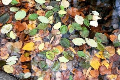 Leaves in a puddle