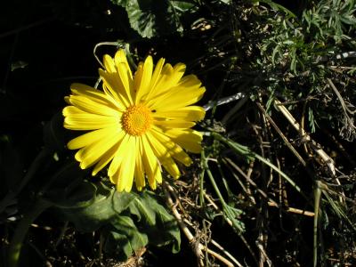 Yellow calendula