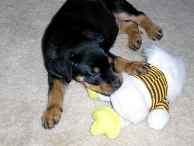 Princess chewing on toy